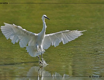 Animali 133